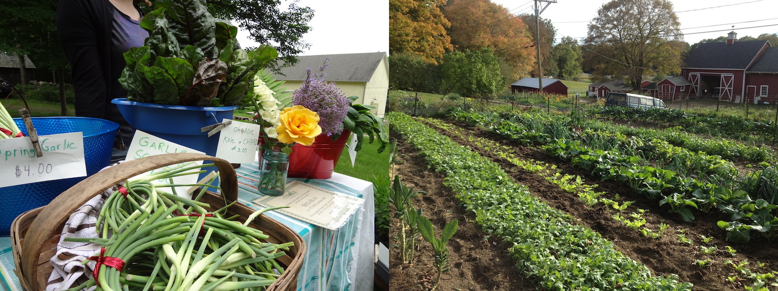 table of produce and rows of crops