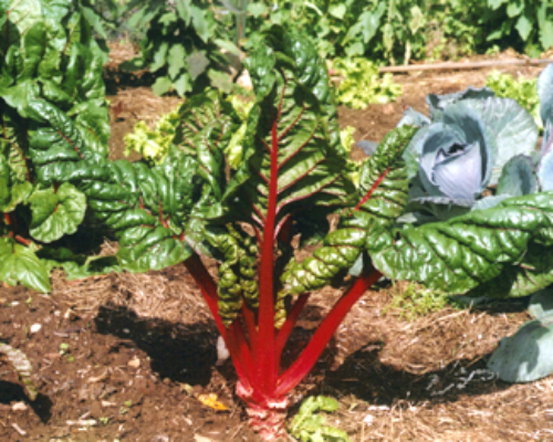 red chard