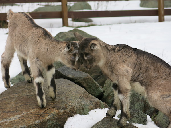 kid goats butting heads