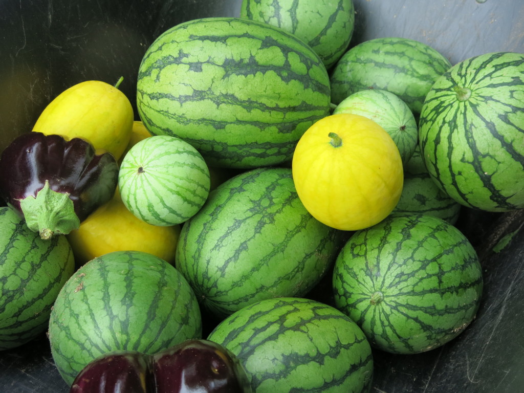 melons and eggplant