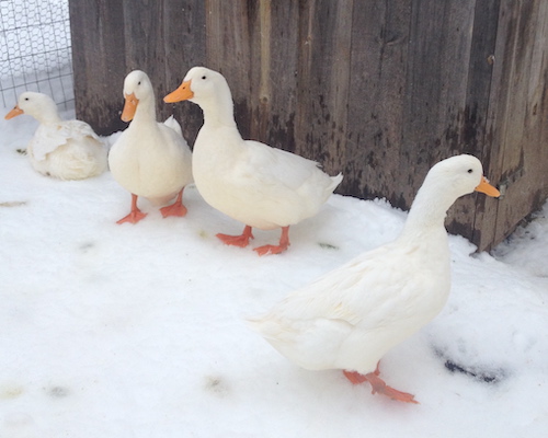 ducks in snow